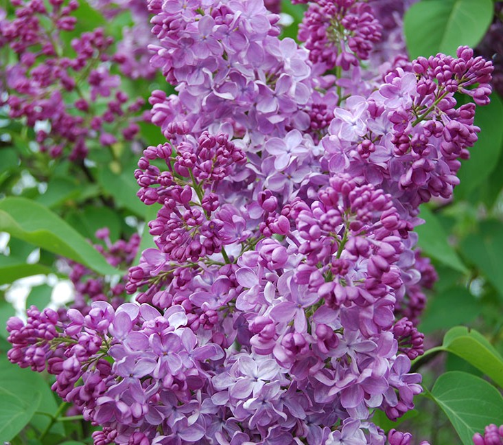 ''TTT'' Syringa vulgaris